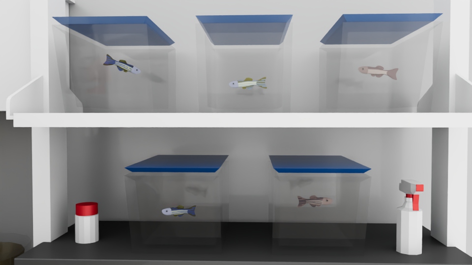 Five Zebra fish textures applied to the models.